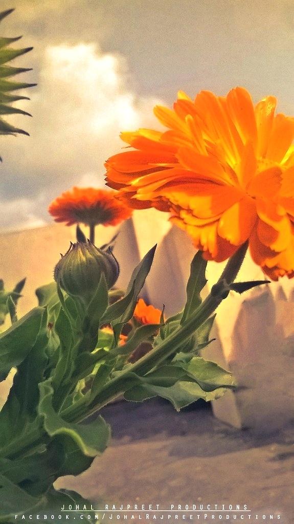 Wallpaper For Phone Flowers Flower Mobile Wallpaper - HD Wallpaper 