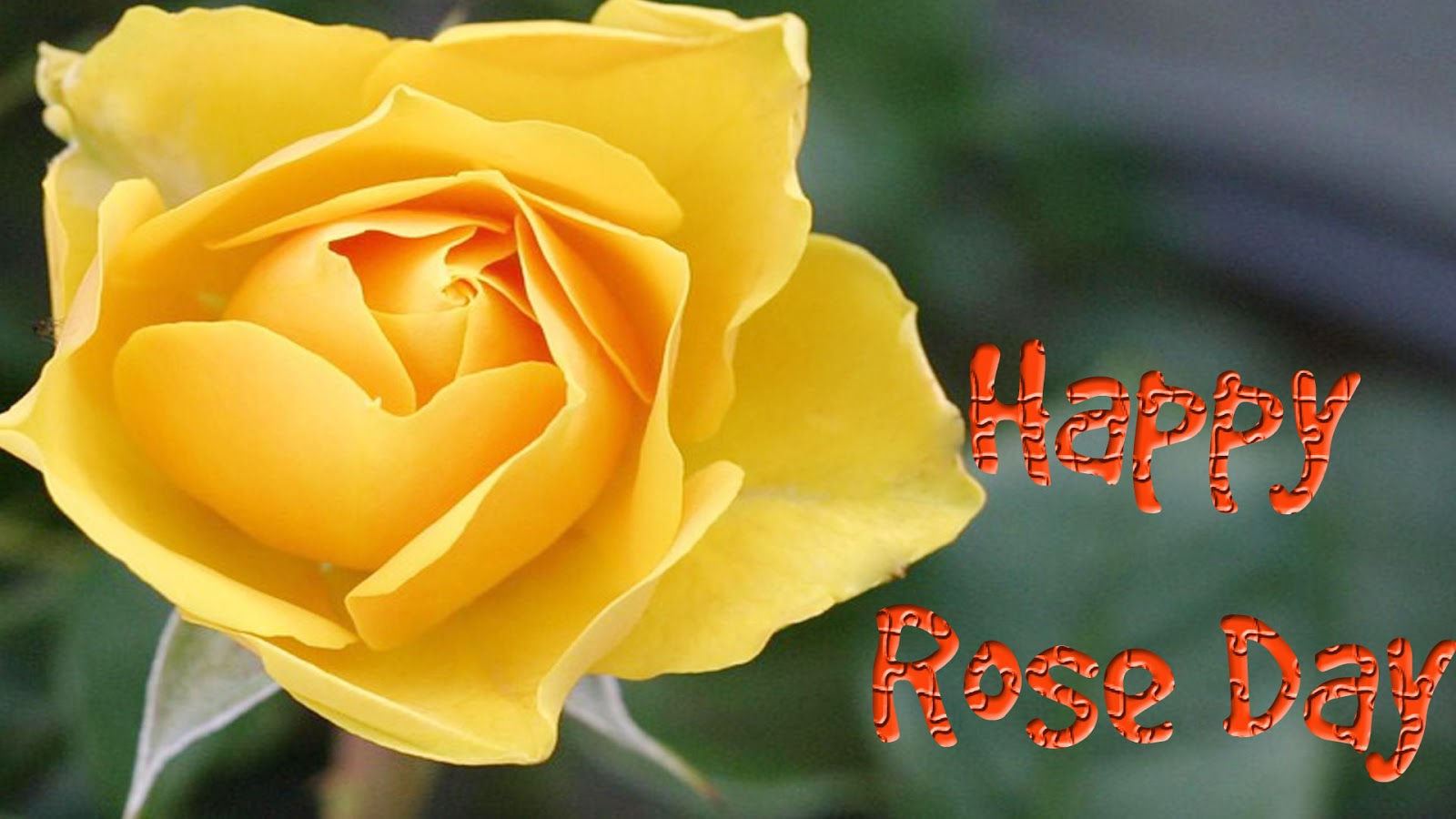 Hd Rose Day Wallpapers - Good Morning Yellow Roses - HD Wallpaper 