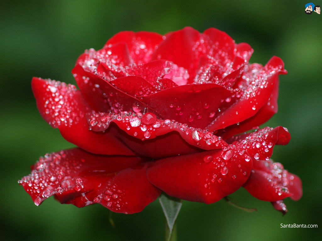 Roses Wallpaper - Good Morning Red Rose Love - HD Wallpaper 