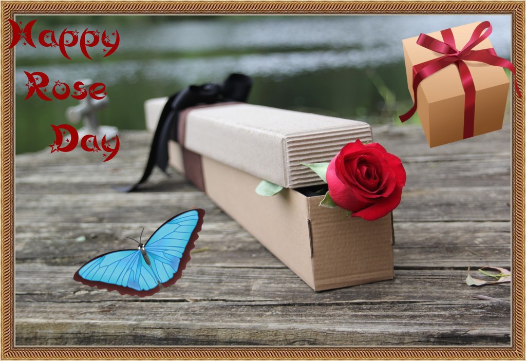 Love Roses Red Only - HD Wallpaper 