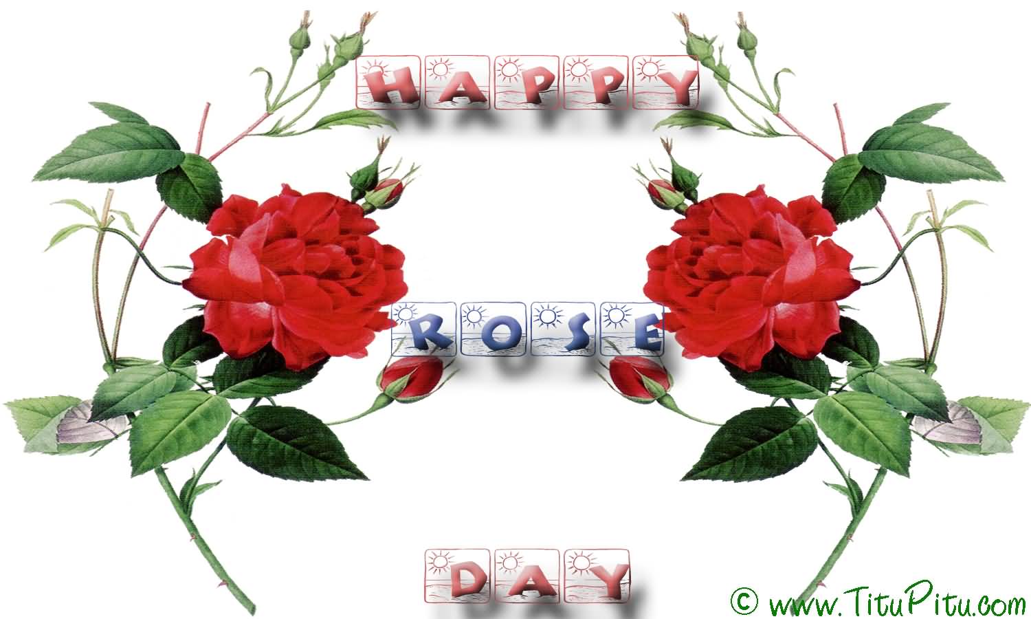 Happy Rose Day Beautiful Picture For Facebook - Rosier Du Bengale À Fleurs Pourpre De Sang - HD Wallpaper 