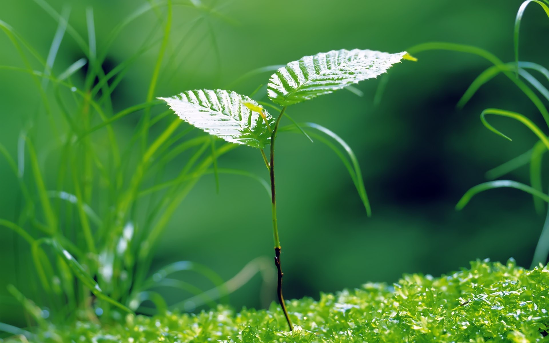 Nature Green Background - HD Wallpaper 