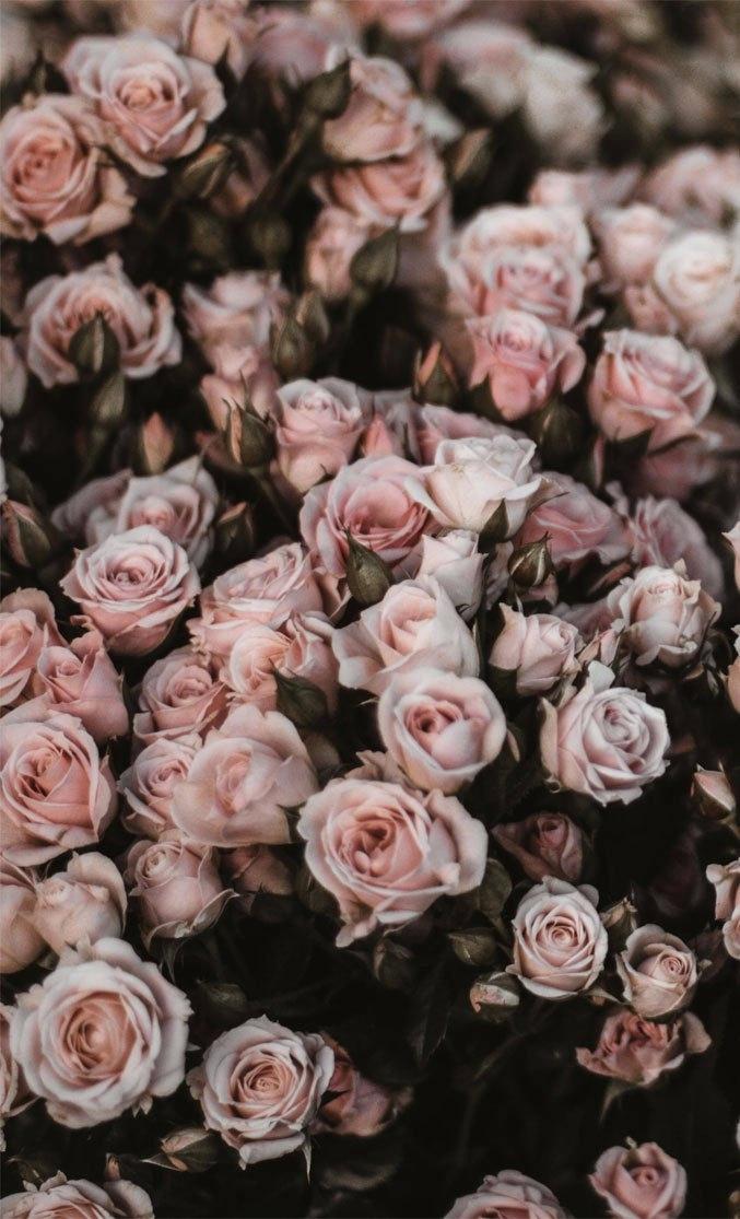 Big Flower Wallpaper Wallpapers 5 - HD Wallpaper 