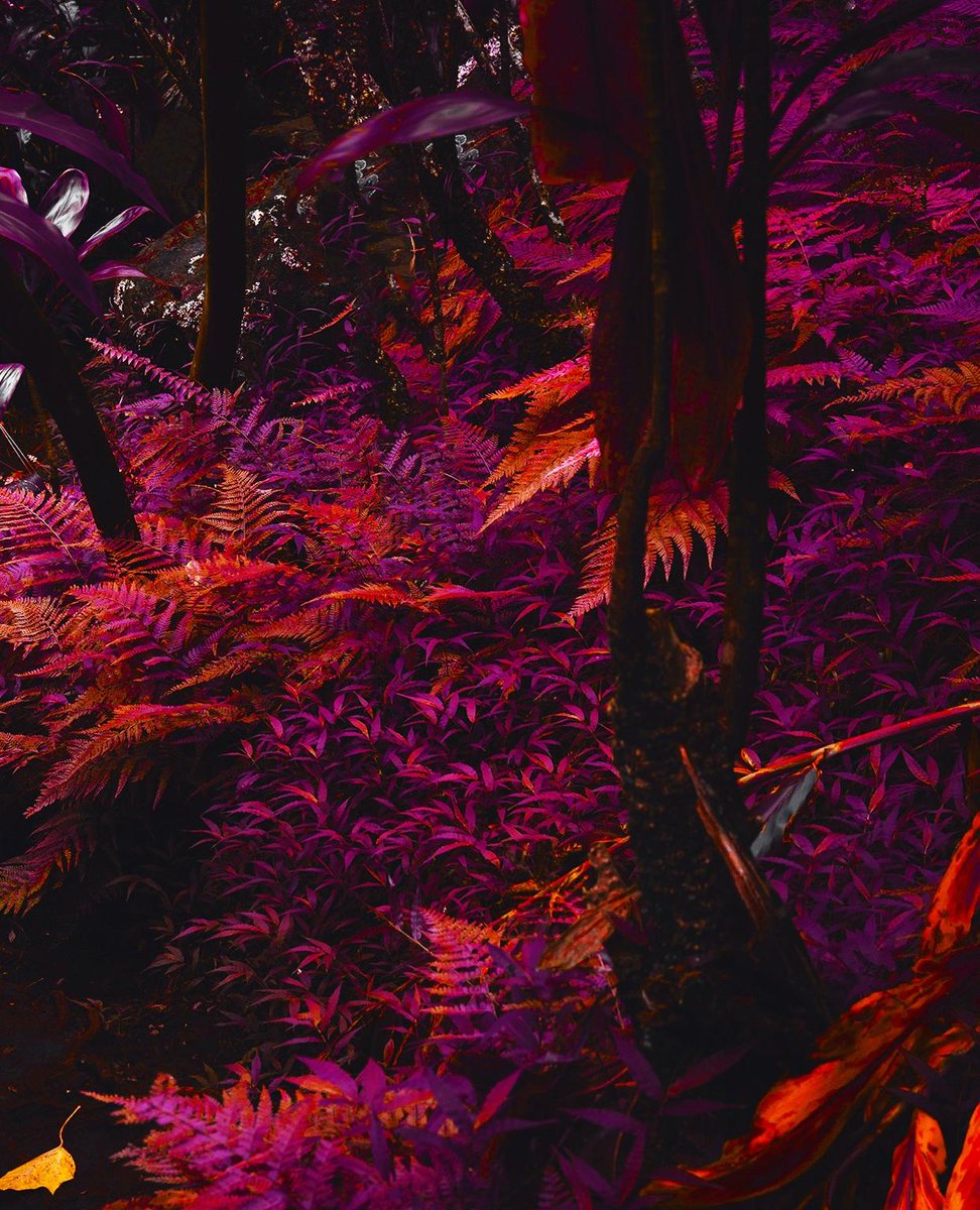 Purple Forest Wallpaper Hd - HD Wallpaper 