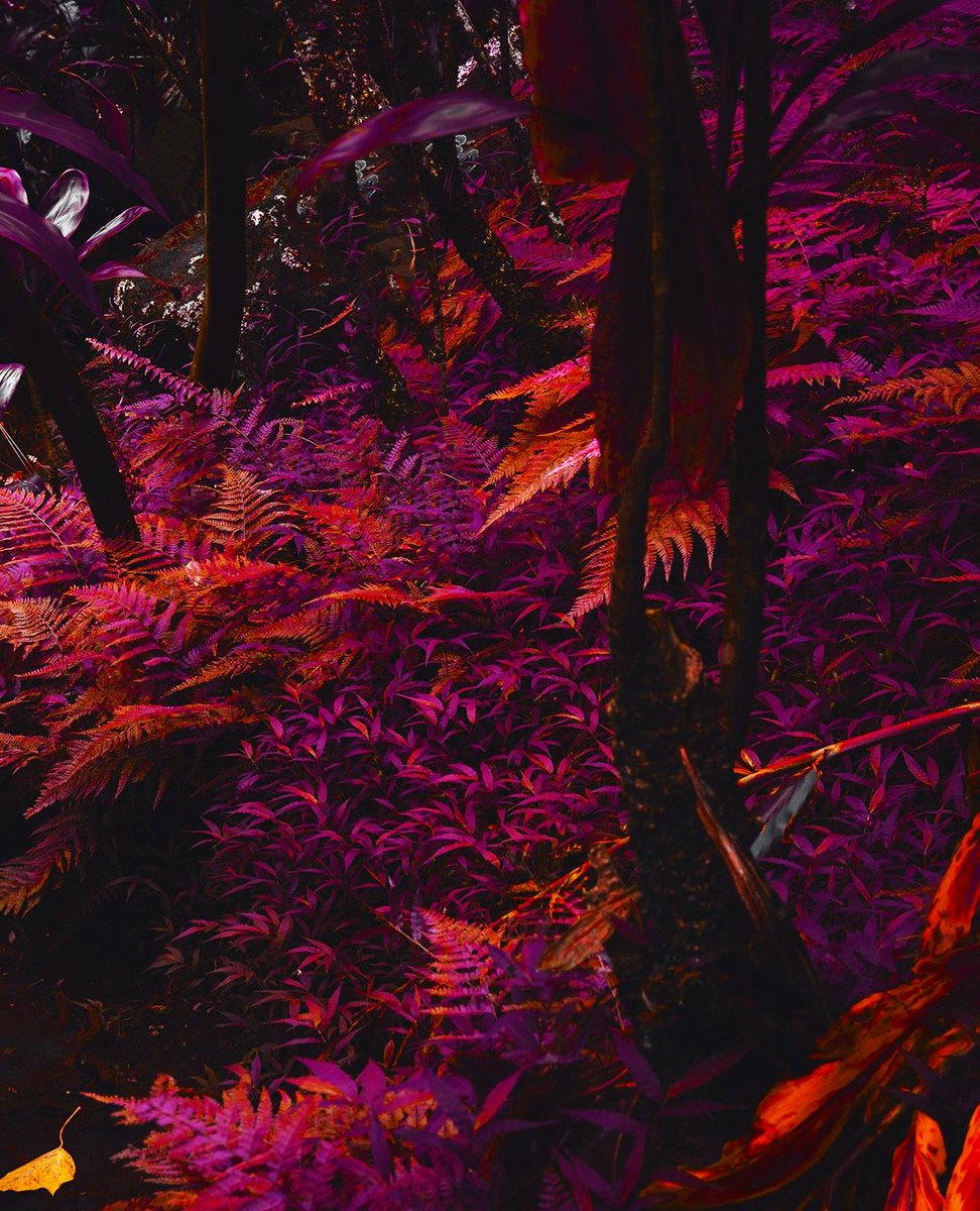Purple Forest Wallpaper Hd - HD Wallpaper 