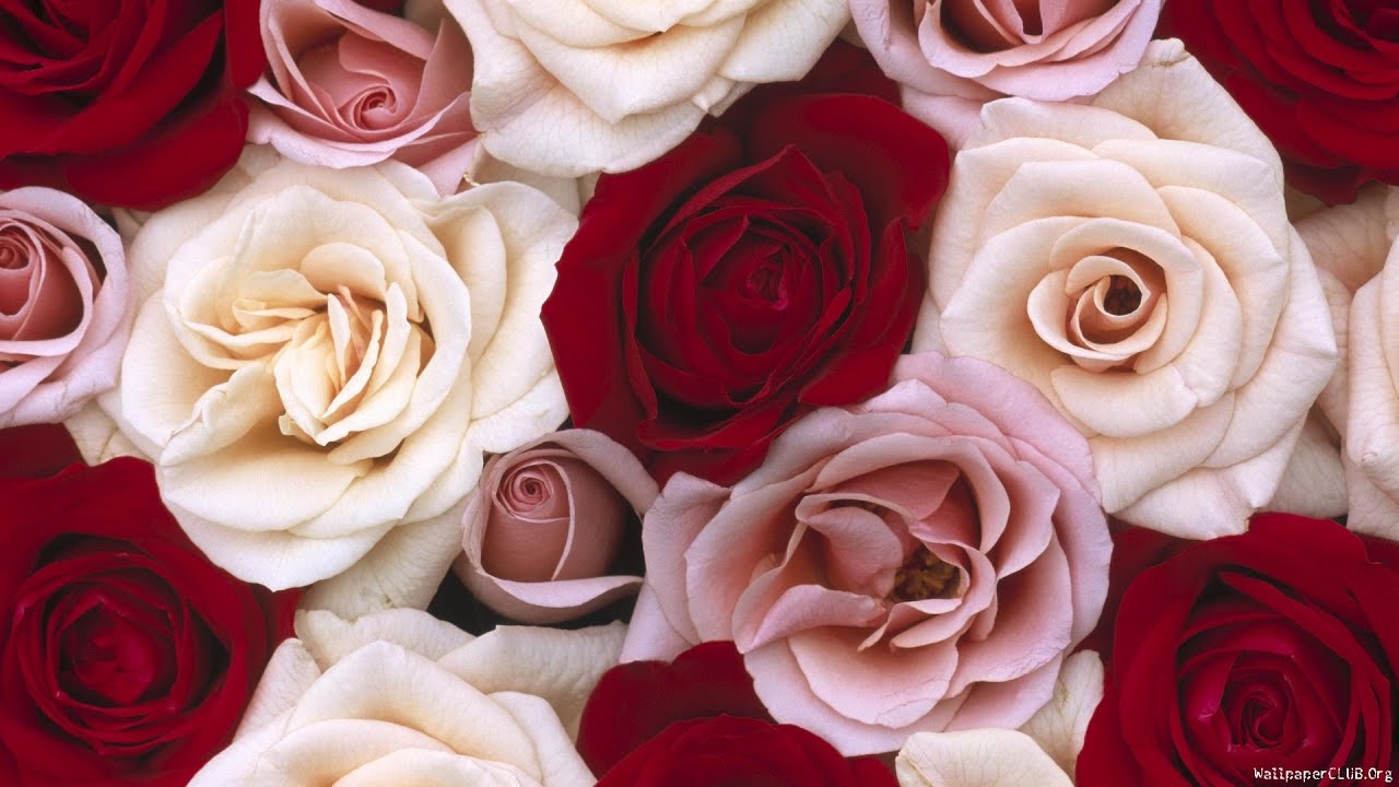 Red And White Roses - HD Wallpaper 