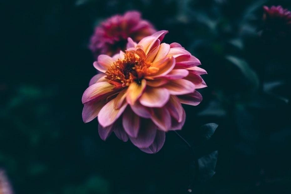 Dark Flowers Wallpaper Wallpaper Flower Pink Purple - Flower Pink Wallpaper Flowers - HD Wallpaper 