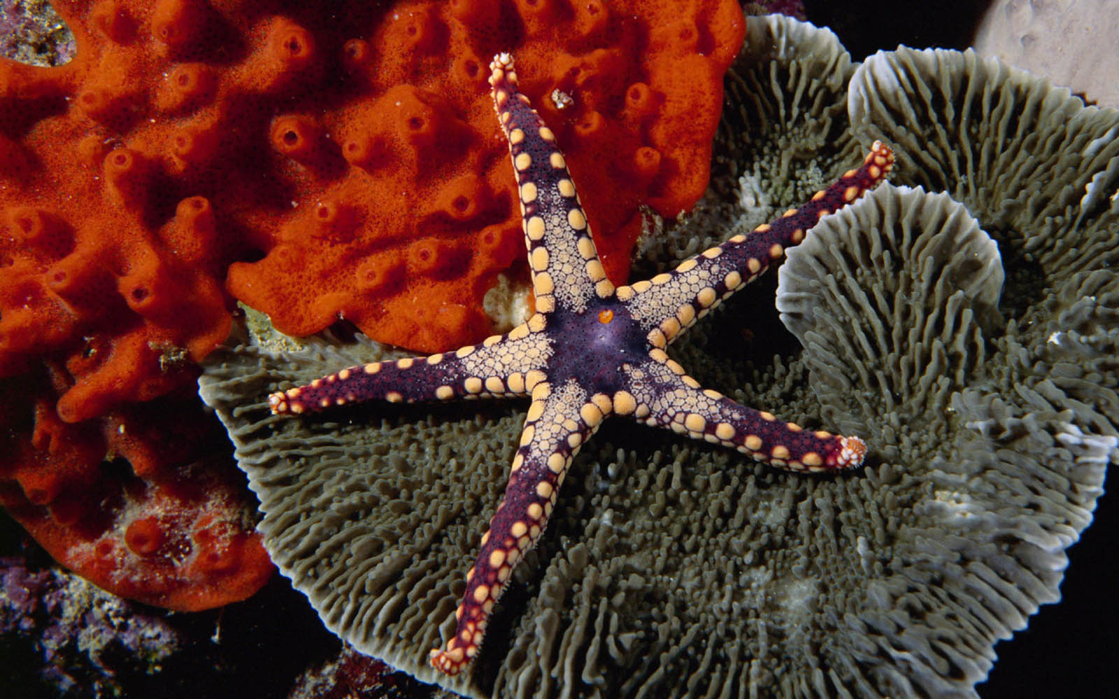 Bintang Laut - Estrella De Mar Fondo - HD Wallpaper 