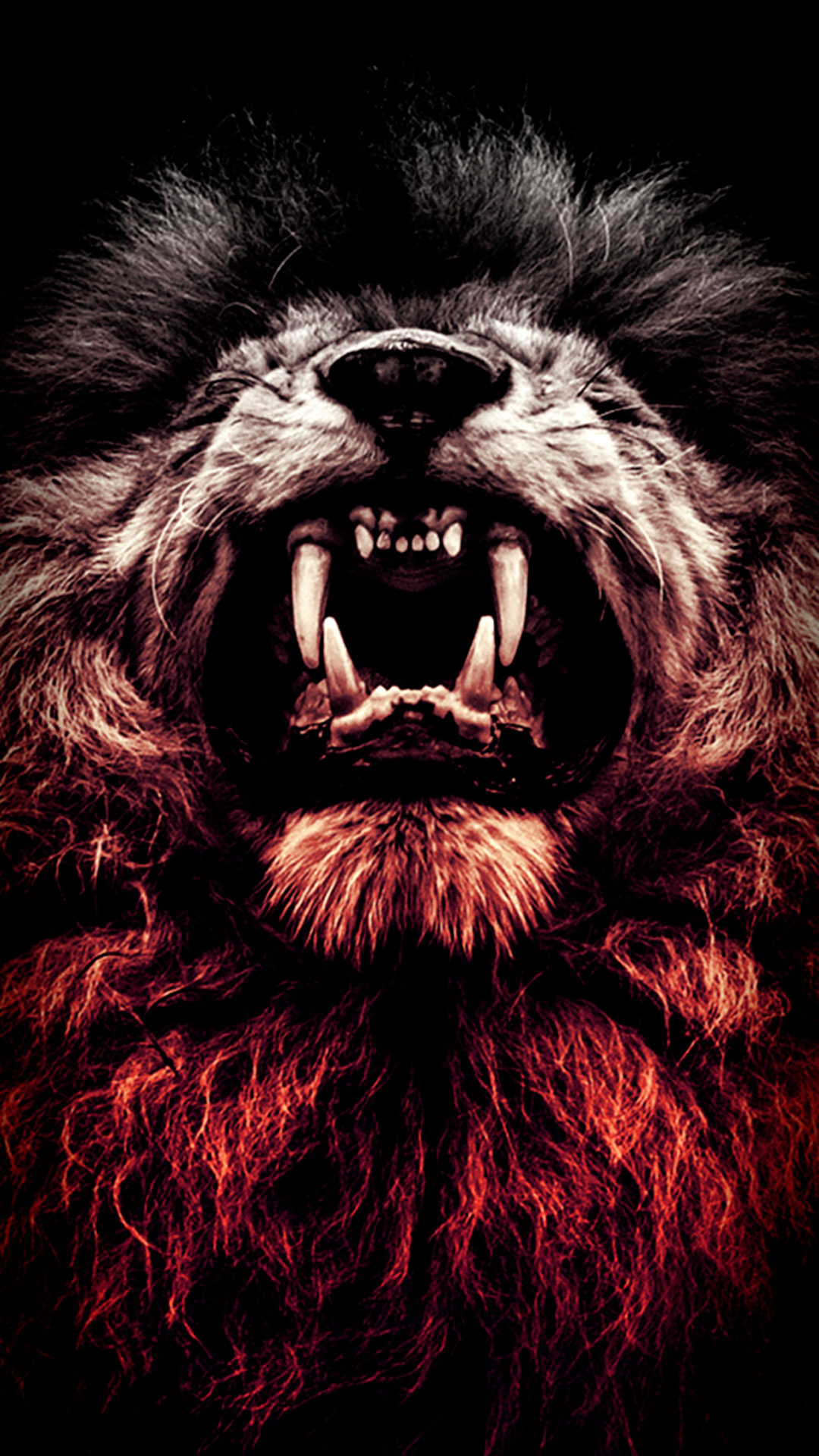 Wild Lion - HD Wallpaper 