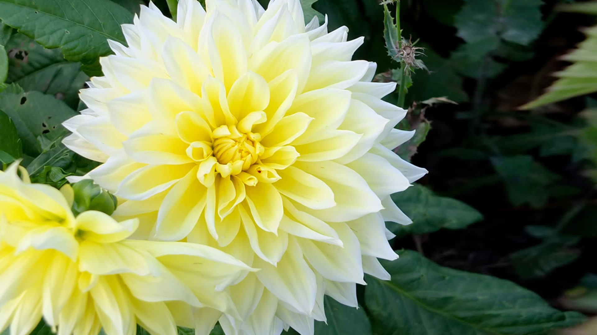 Dahlia Flowers 1080p - HD Wallpaper 