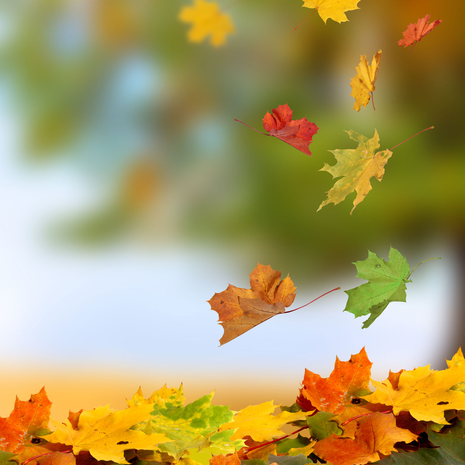 Maple Leaves Falling - Fall Leaves In The Air - HD Wallpaper 