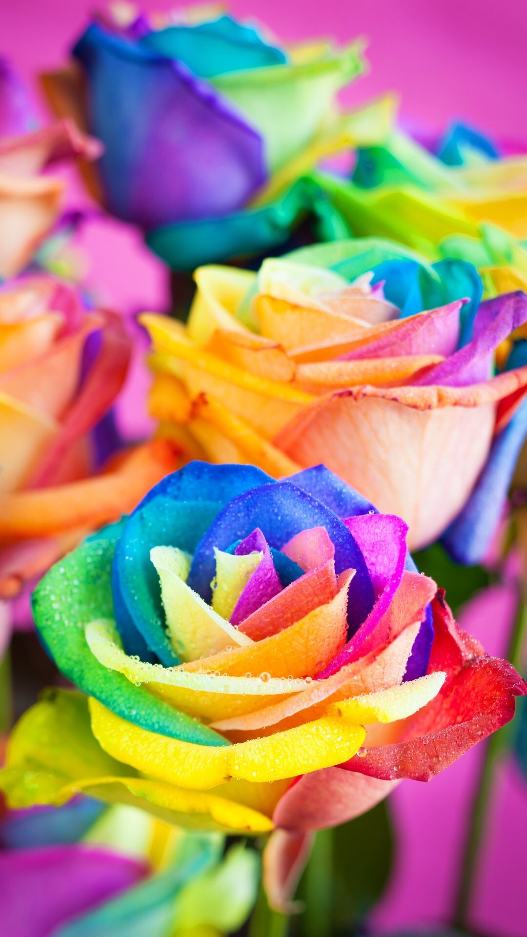 1080x1920, Checkout This Wallpaper For Your Iphone - Colorful Flowers Wallpaper For Iphone - HD Wallpaper 