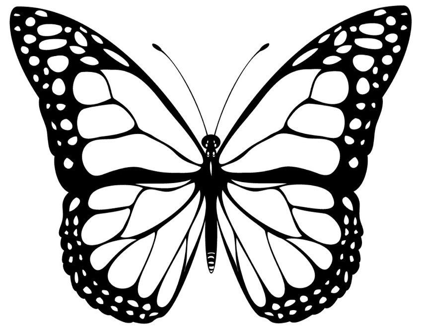 Butterfly Black White Png - HD Wallpaper 