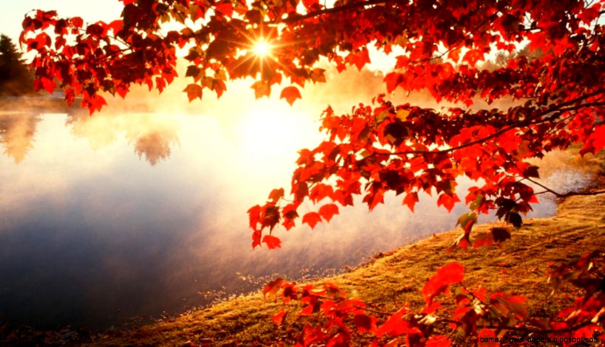 Morning Red Maple Leaf Wallpaper1366x768 Imgur - Morning Beautiful Picture Of Nature - HD Wallpaper 