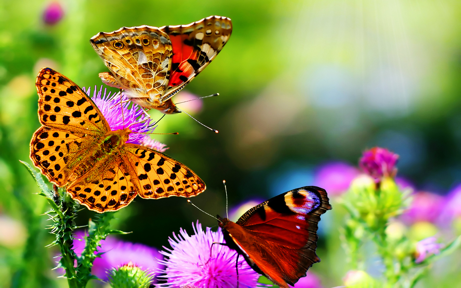 Butterflies On Puple Flowers Hd Nature Wallpaper - HD Wallpaper 