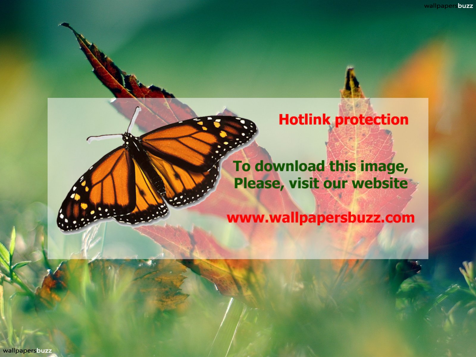 Monarch Butterfly - HD Wallpaper 