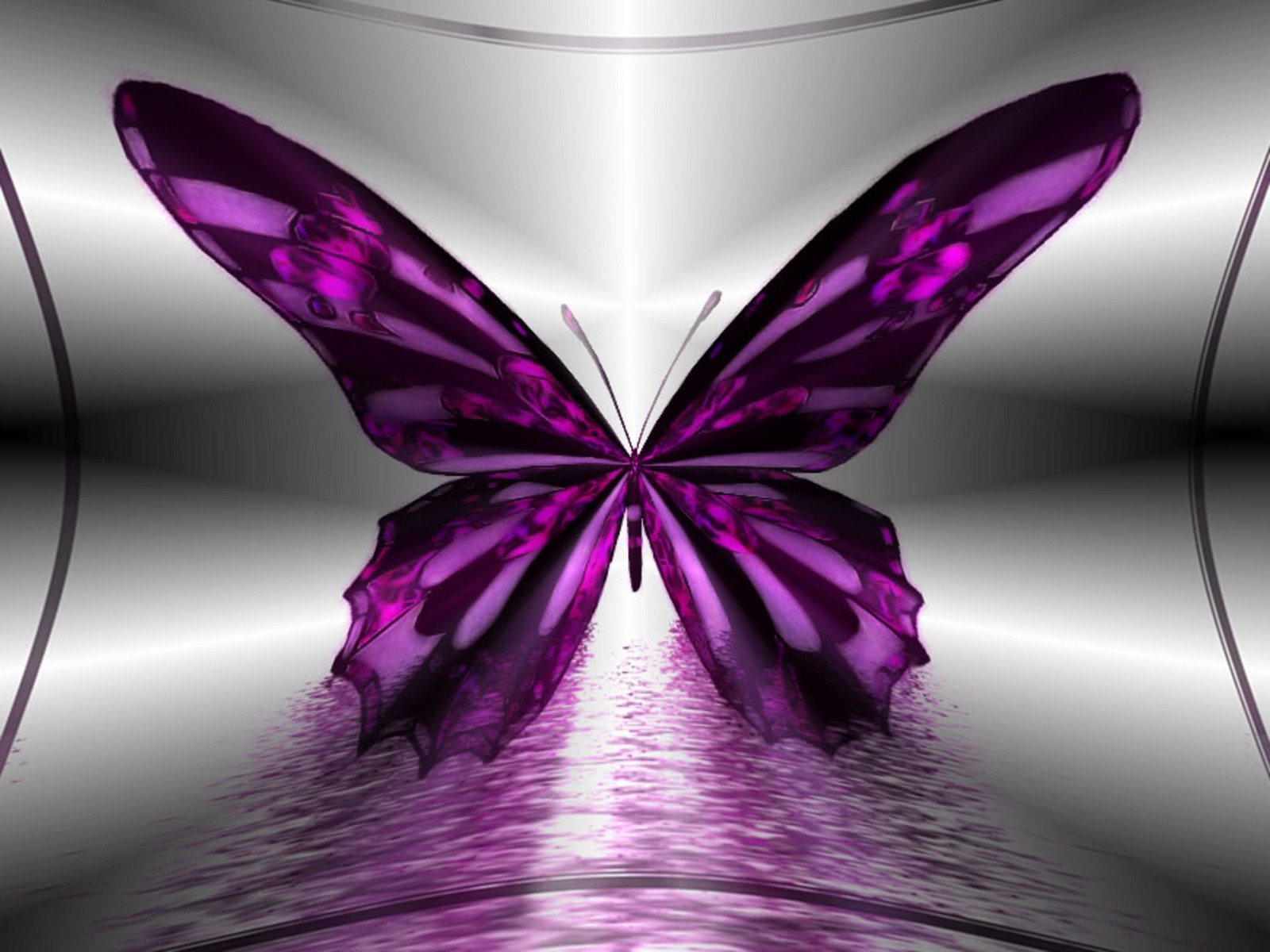 Beautiful Kupu-kupu - Purple Most Beautiful Butterfly In The World - HD Wallpaper 
