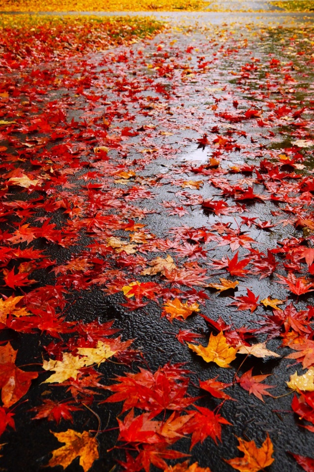 Autumn Leaves On Road - HD Wallpaper 