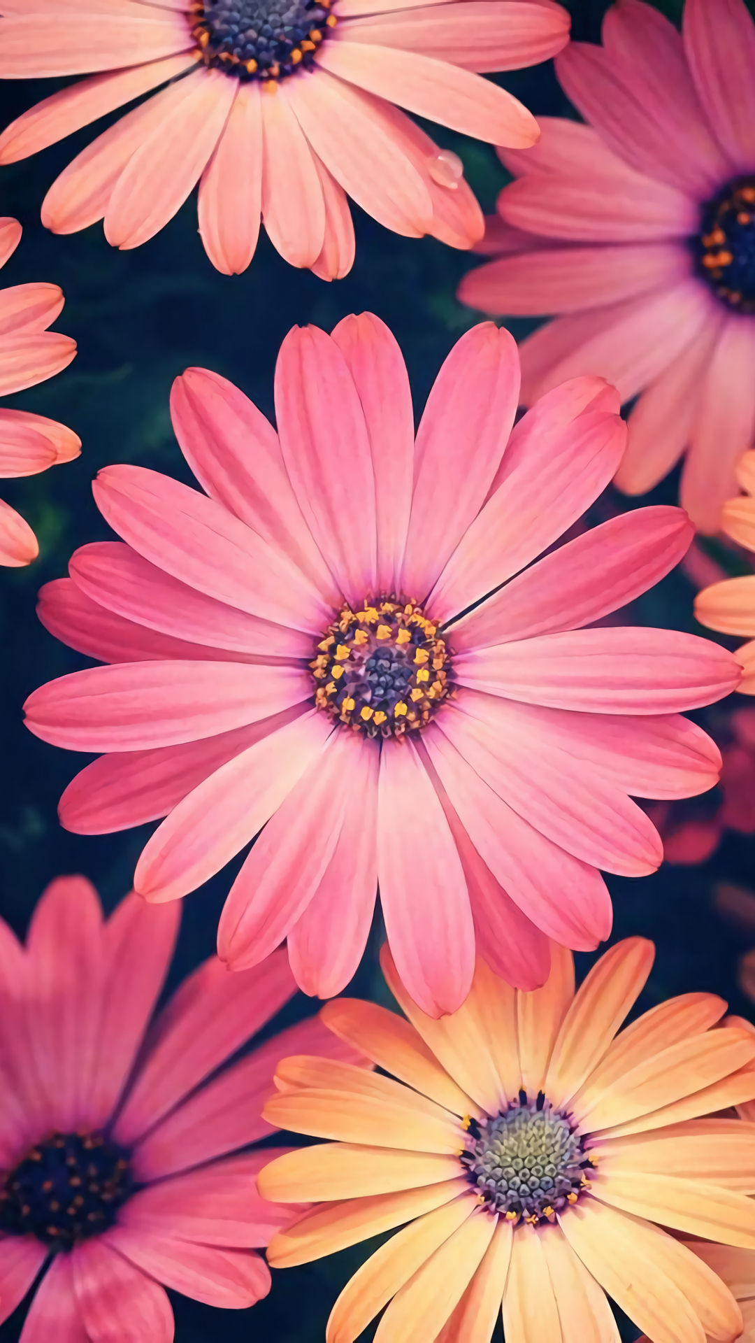 El top 48 vintage fondos de pantalla gerberas - Abzlocal.mx