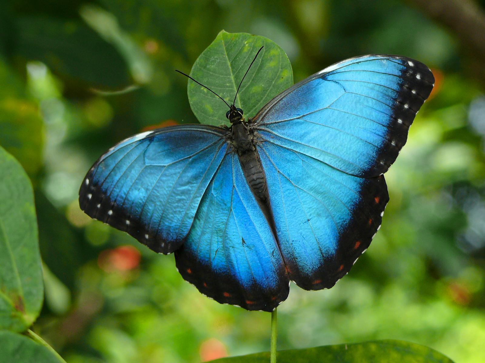 Beautiful Kupu-kupu - Blue Butterfly - HD Wallpaper 