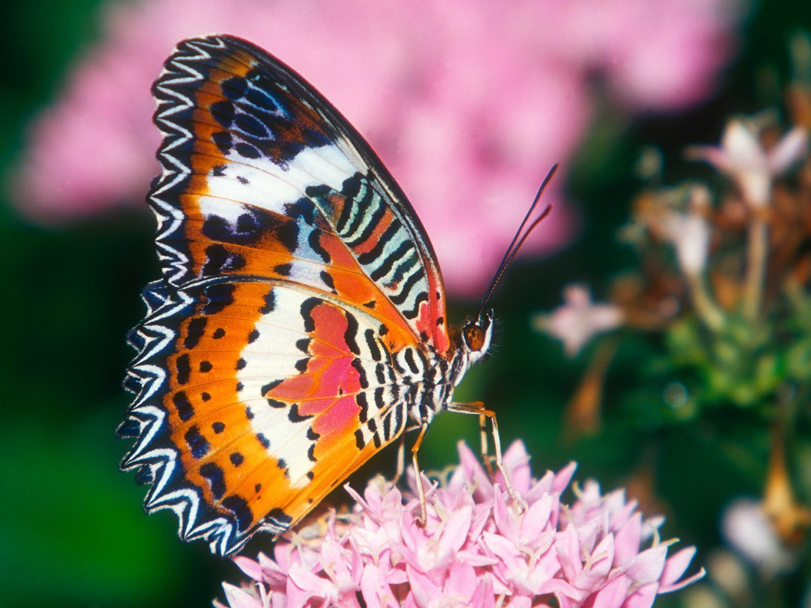 Beautiful Kupu-kupu - Pink And Orange Butterfly - HD Wallpaper 