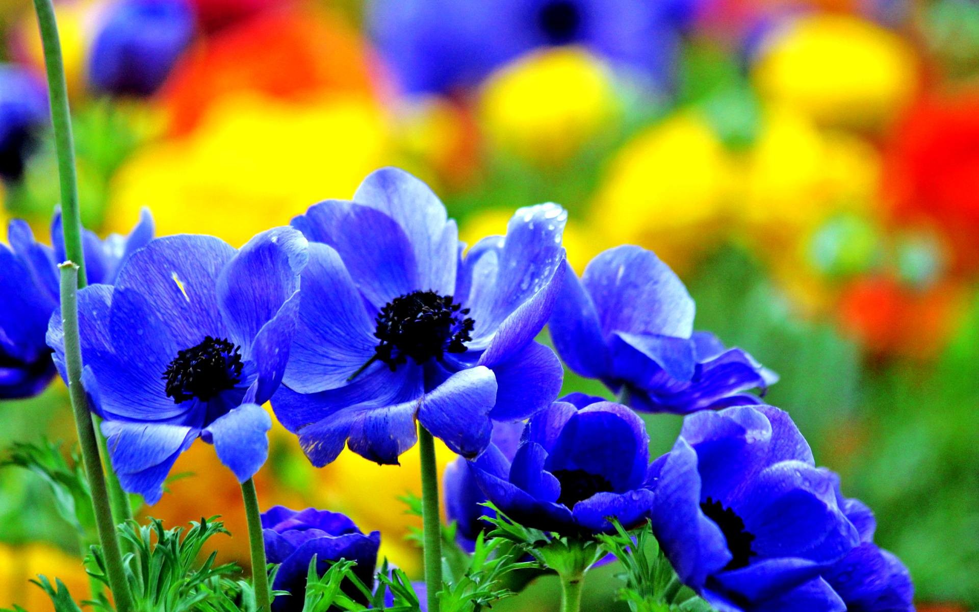 Nice Wallpaper New Â - Anemone Flower - HD Wallpaper 