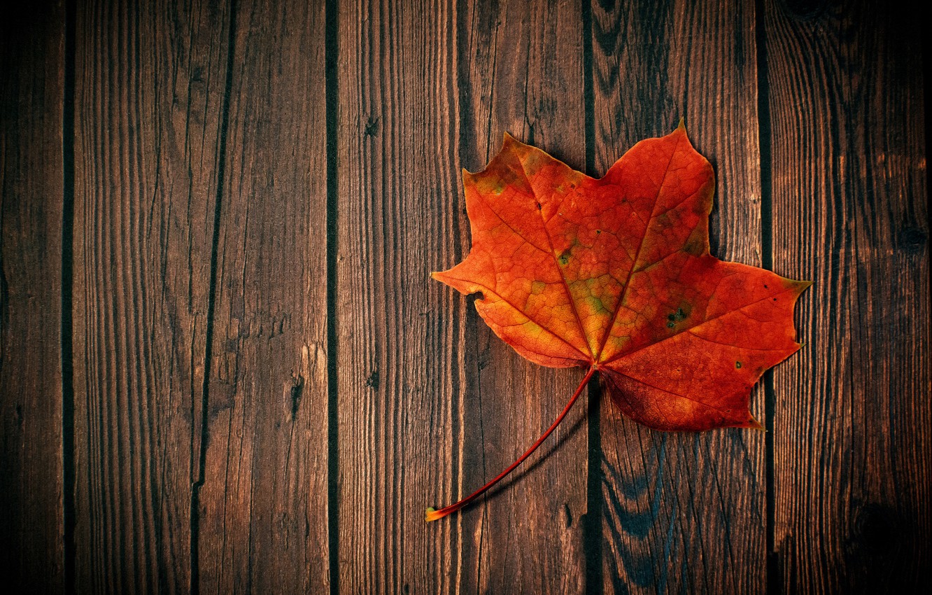 Photo Wallpaper Autumn, Hdr, Wood, Maple Leaf, Maple - Hd Autumn - HD Wallpaper 