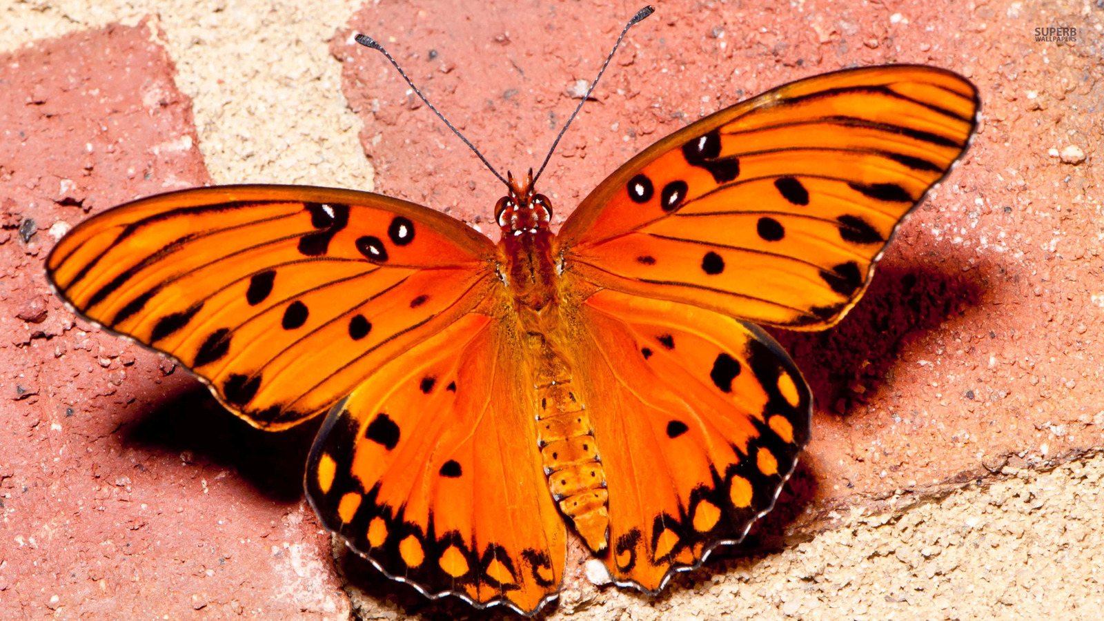 Kupu-kupu - Orange Butterflies - HD Wallpaper 
