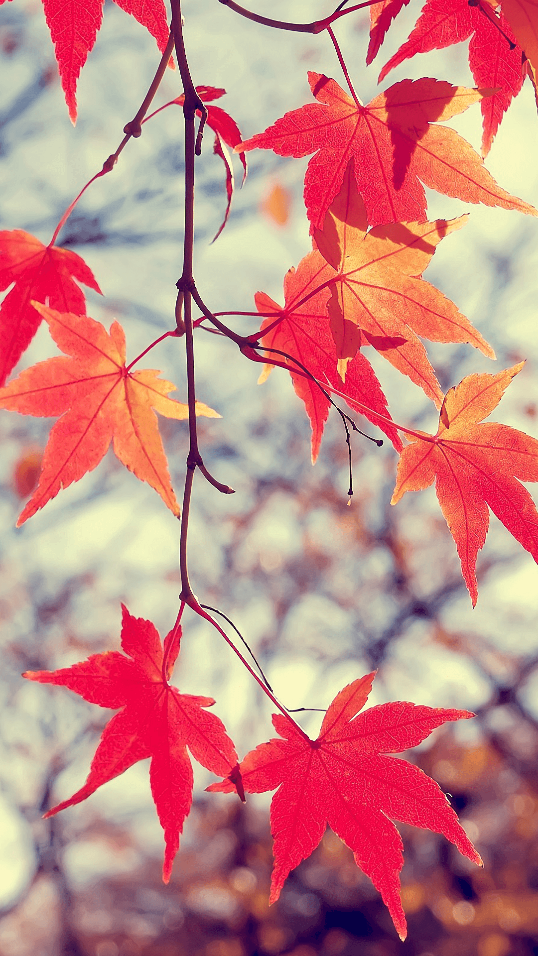 , Interesting - Maple Leaves Wallpaper Iphone - HD Wallpaper 