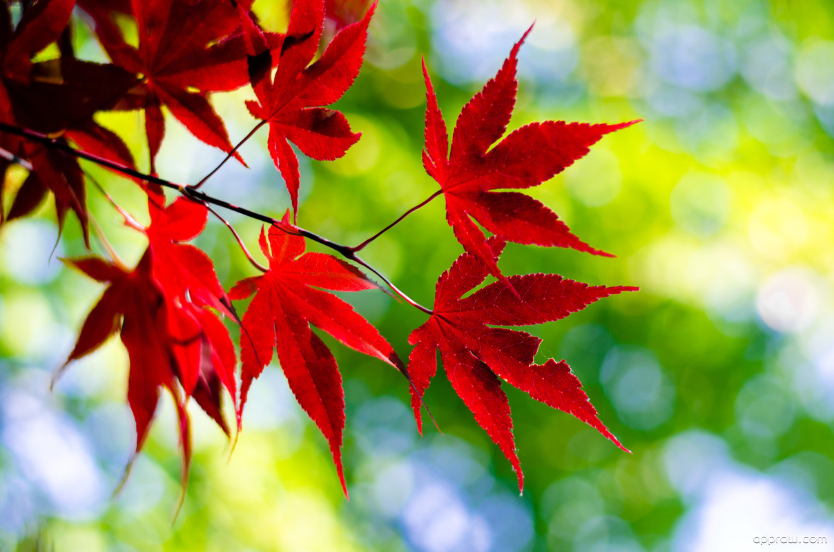 Japanese Maple Leaves - HD Wallpaper 
