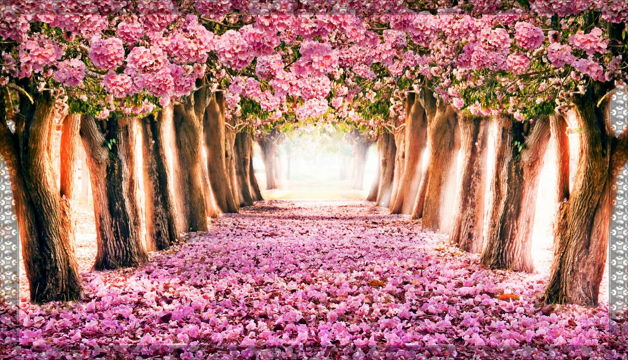 Spring Desktop Wallpaper Widescreen - Spring Colorful Flowers Hd - HD Wallpaper 