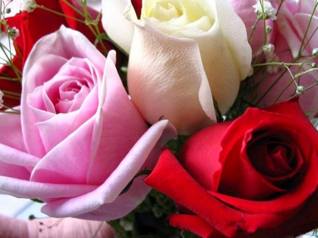 Rose Collection Nice New Pictures Love Gift - Incomplete Dominance In Roses - HD Wallpaper 