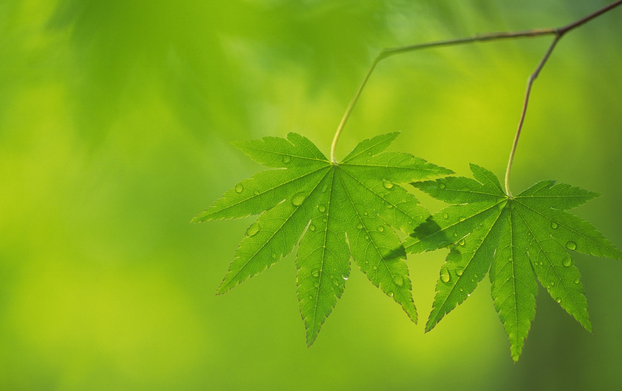 Two Maple Leaves Wallpapers - Green Light Background Hd - HD Wallpaper 