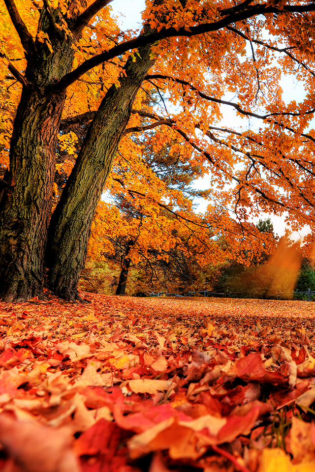 leaves falling from tree wallpaper