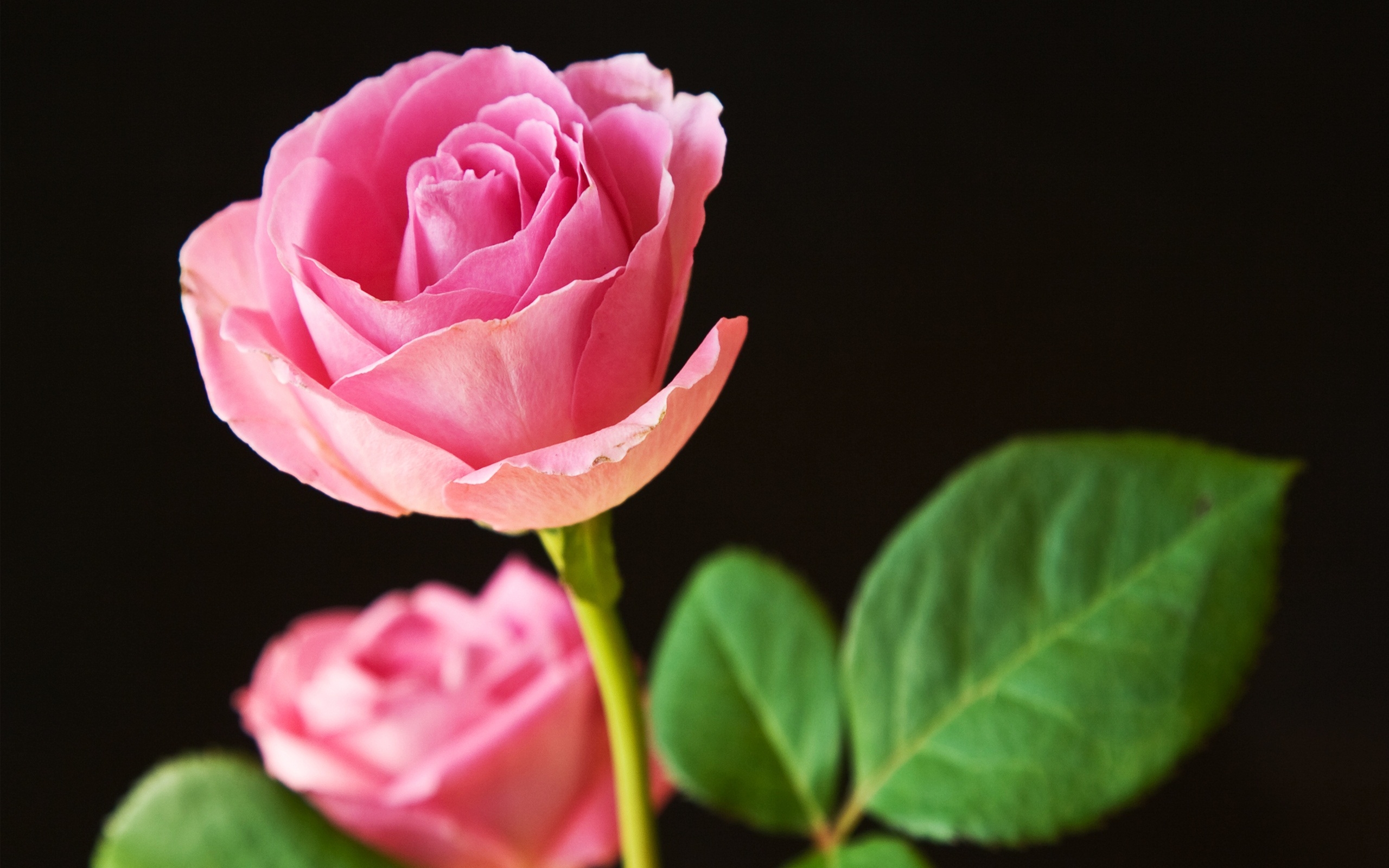 Single Rose Flower Hd - HD Wallpaper 