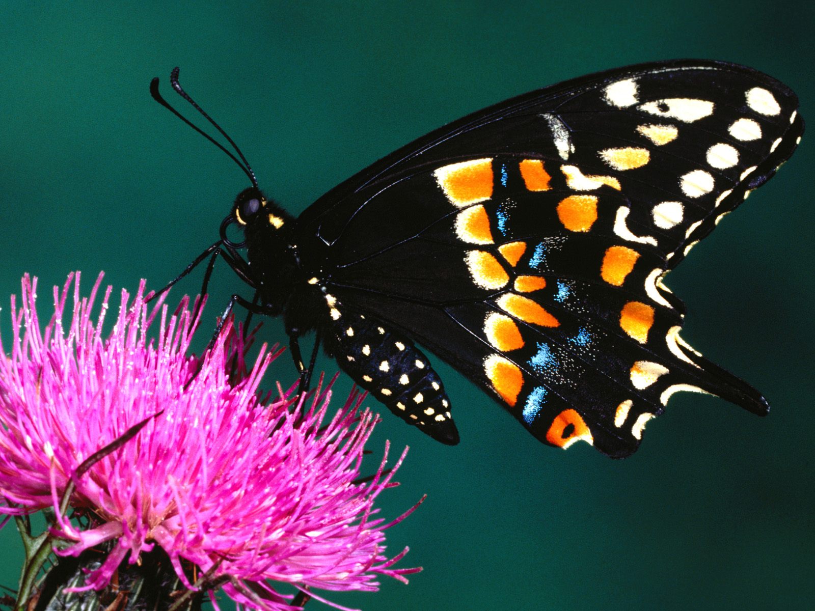 Butterfly Wallpapers, Gambar Kupu-kupu - Butterfly Beautiful Hd - HD Wallpaper 