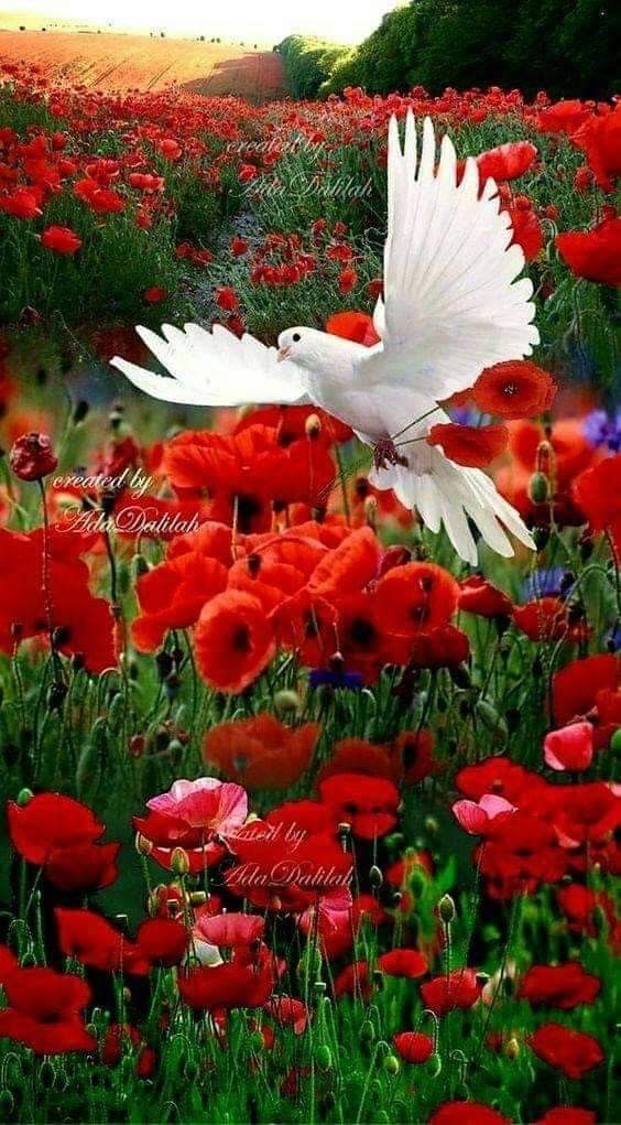 Poppy Flower - HD Wallpaper 