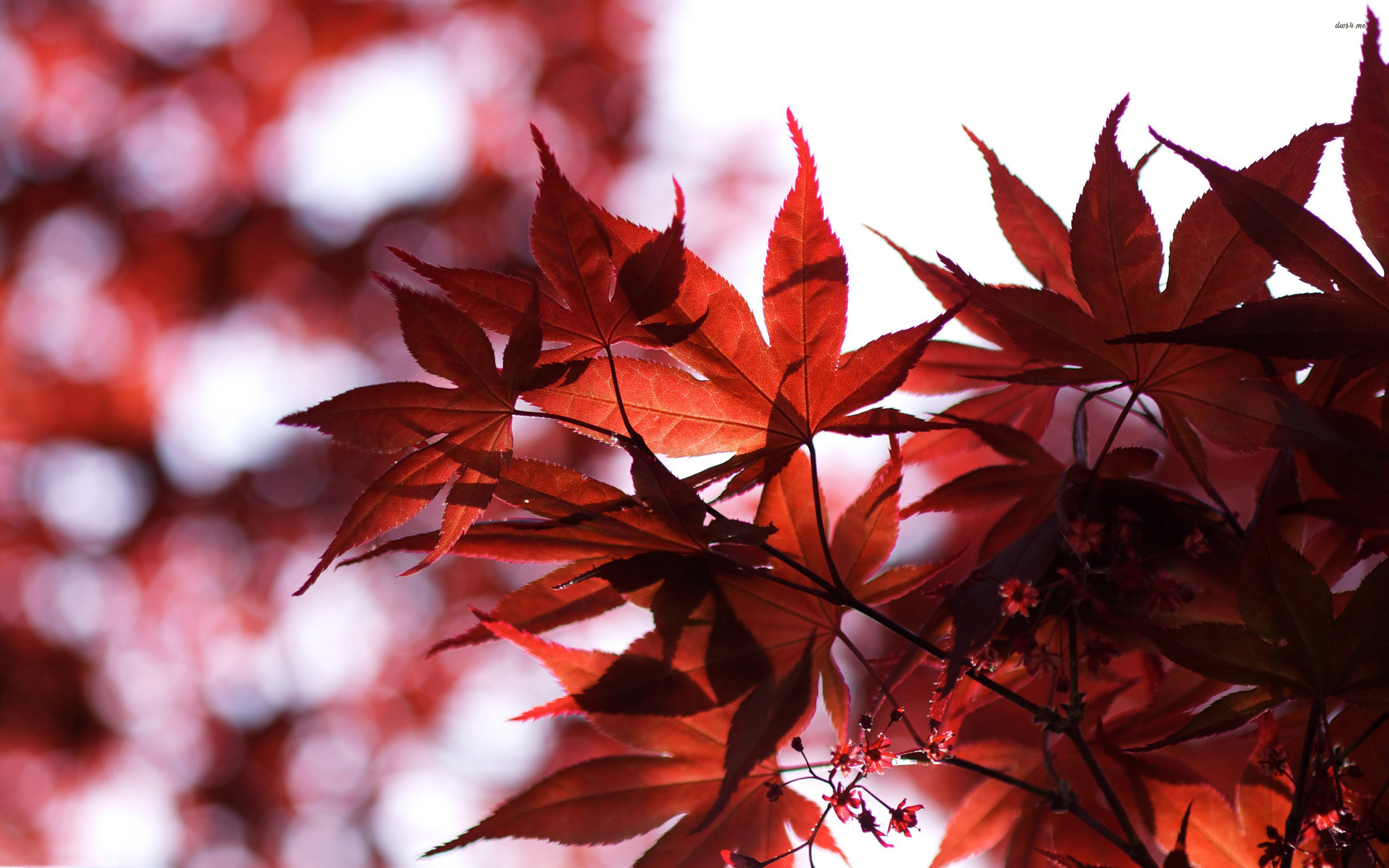 Maple Leaf Hd Desktop - HD Wallpaper 
