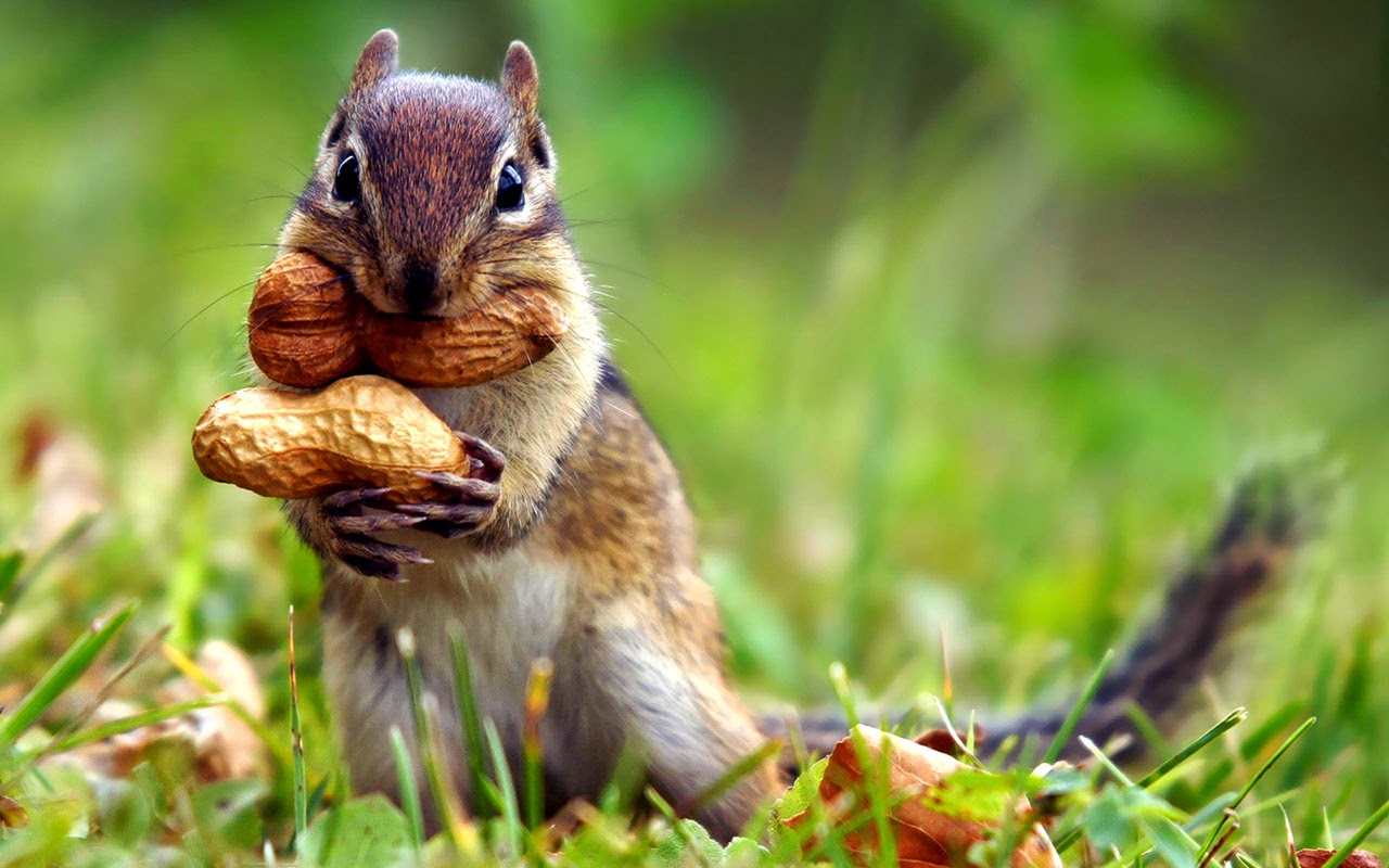 Top 10 Wallpapers In The World - Squirrel Nut - HD Wallpaper 