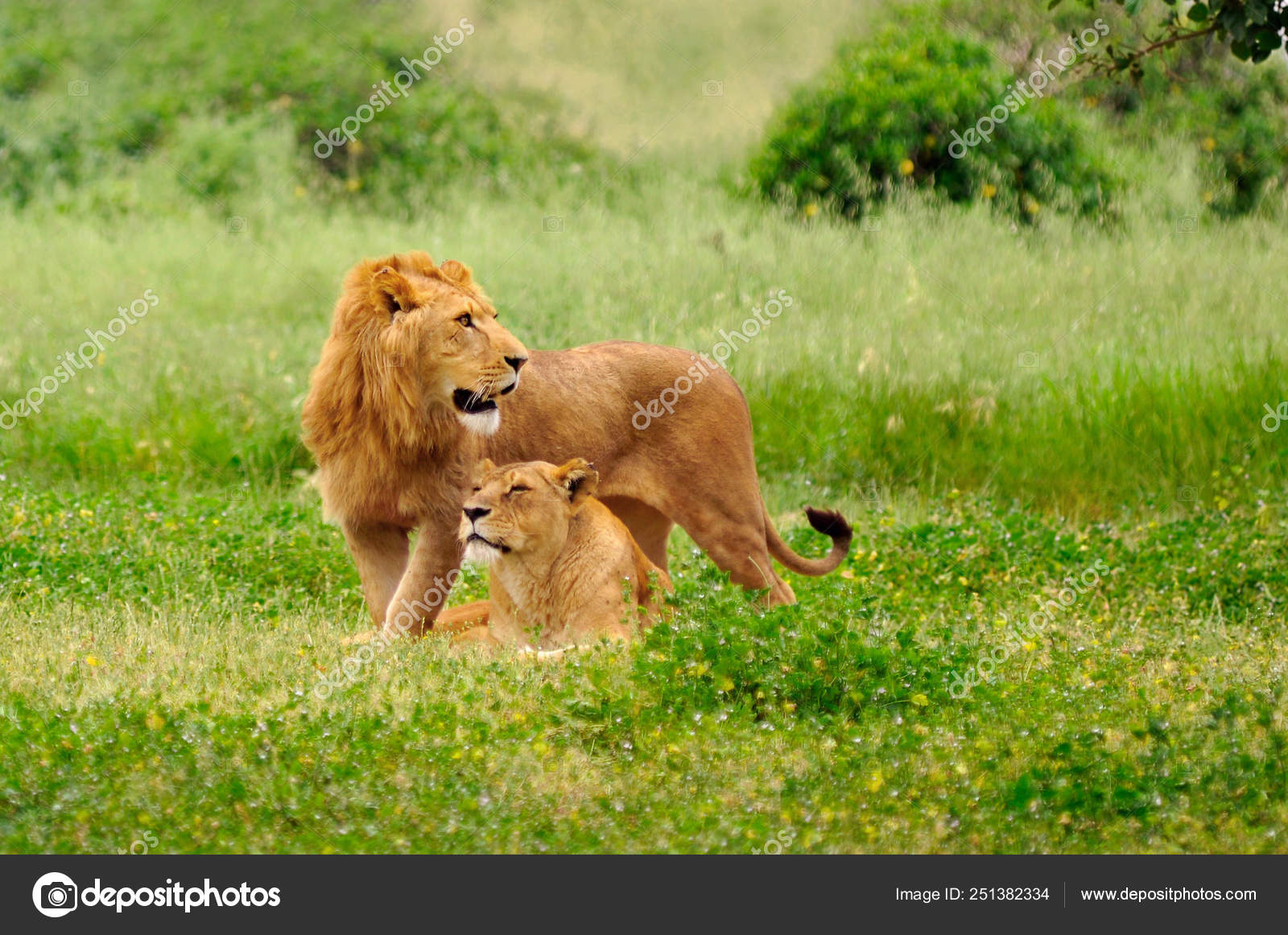 Lion In The Forest - HD Wallpaper 