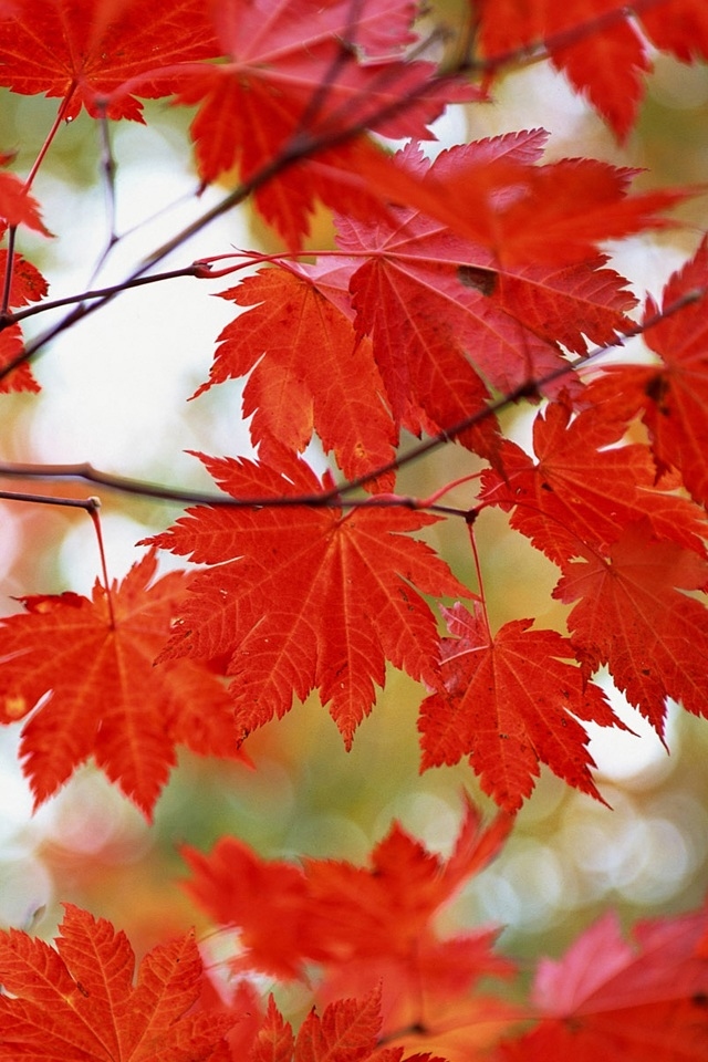 Hd Macro Red Maple Leaves Iphone 4 Wallpapers - Maple Leaf Wallpaper For Iphone - HD Wallpaper 