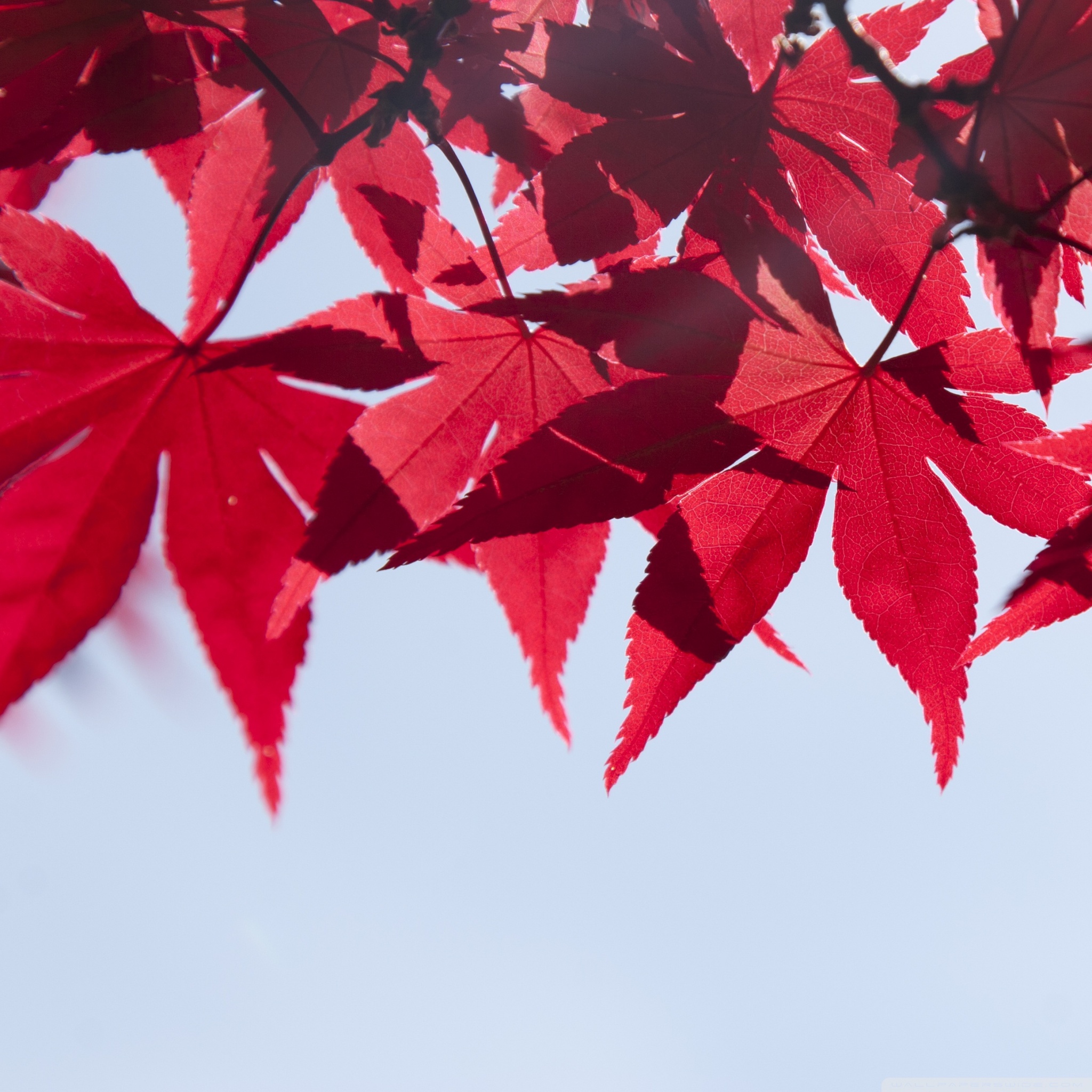 Autumn Color Pantone - HD Wallpaper 