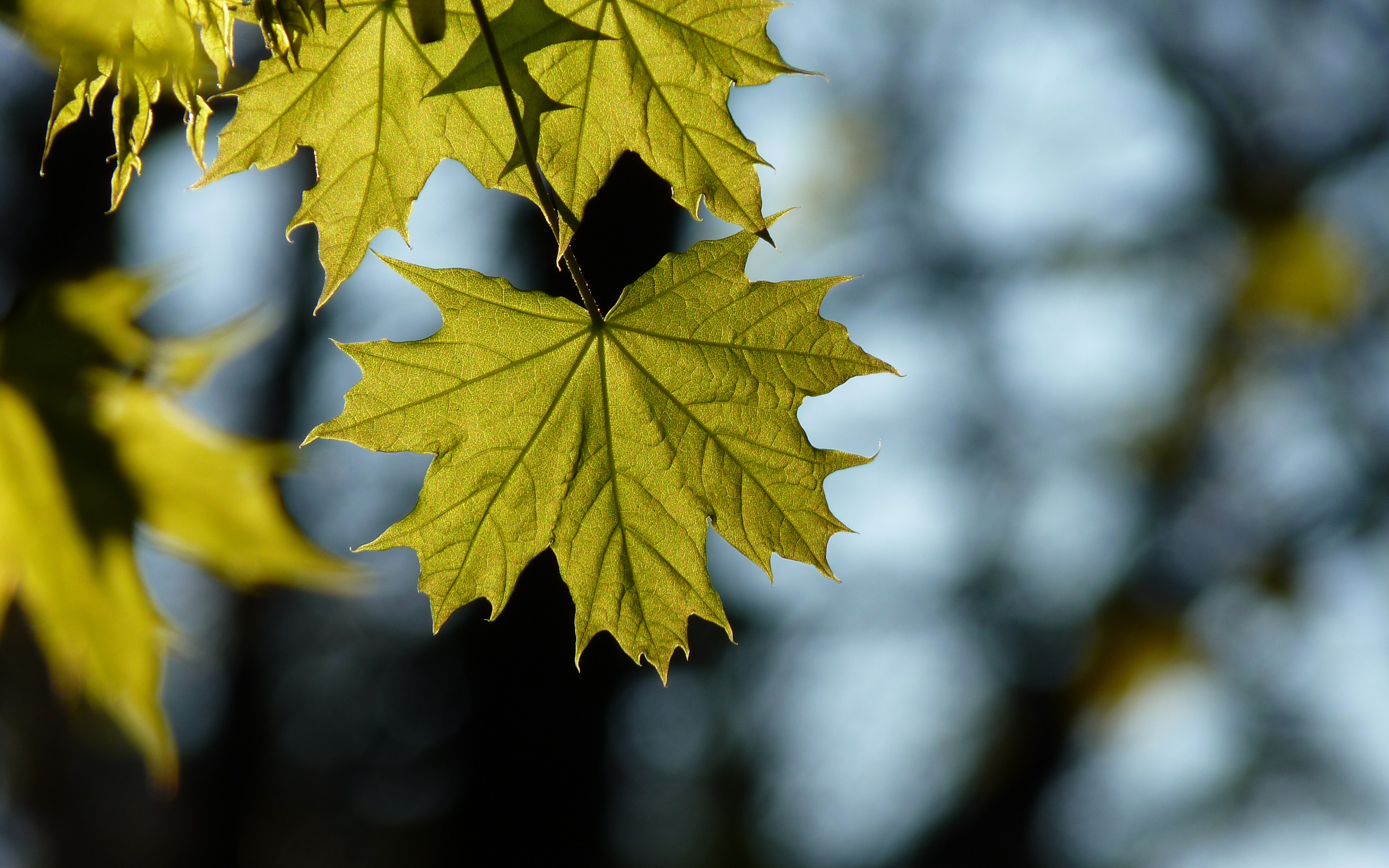 Maple, Leaf, Spring, Wallpaper - Full Screen Blur Background Hd - HD Wallpaper 