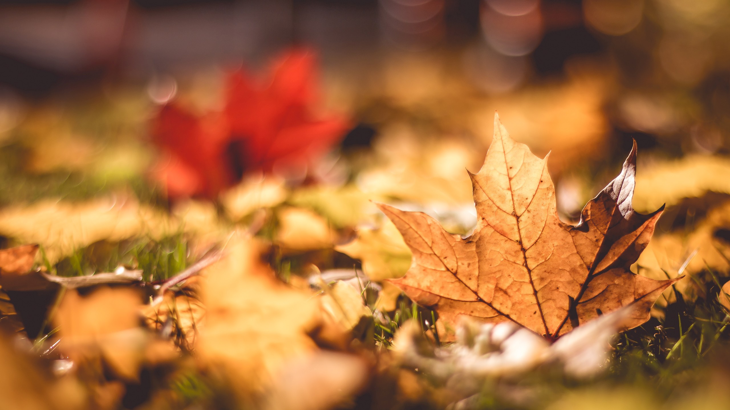 Autumn Wallpaper For Laptop - HD Wallpaper 