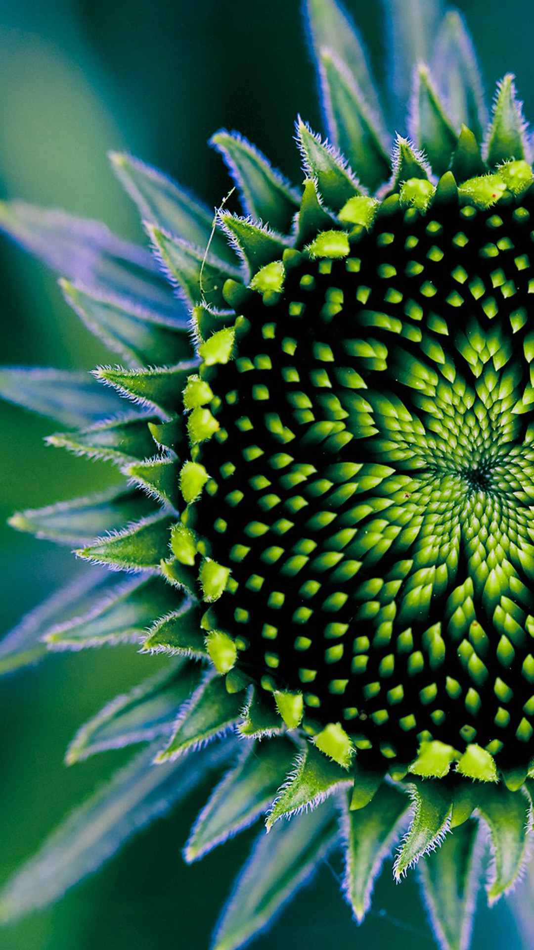 Very Good Plant Iphone 6 Plus Wallpaper 
 Data Src - 10 Most Amazing Symmetry In Nature - HD Wallpaper 