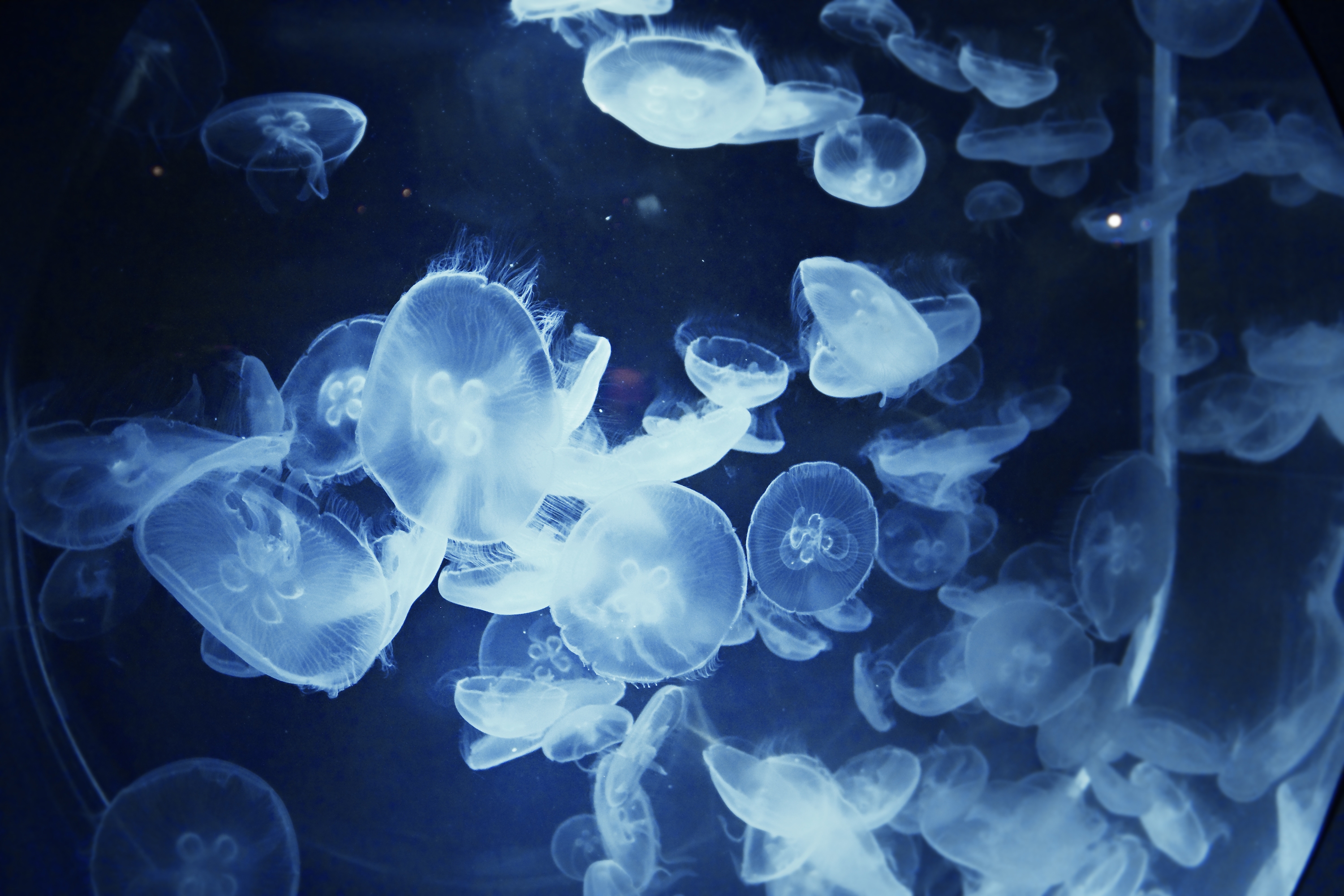 Jellyfish - HD Wallpaper 