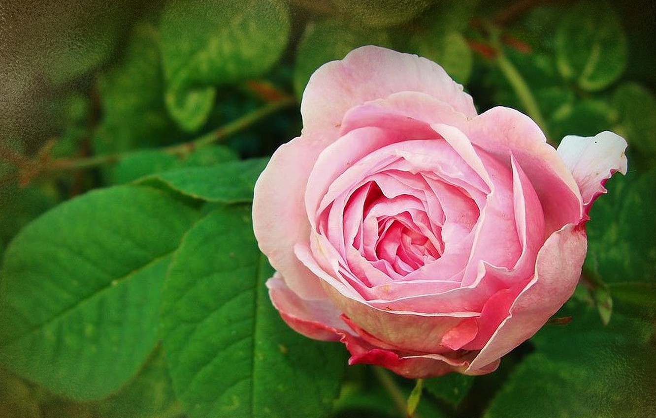 Photo Wallpaper Flower, Summer, Nature, Mood, Beauty, - Garden Roses - HD Wallpaper 
