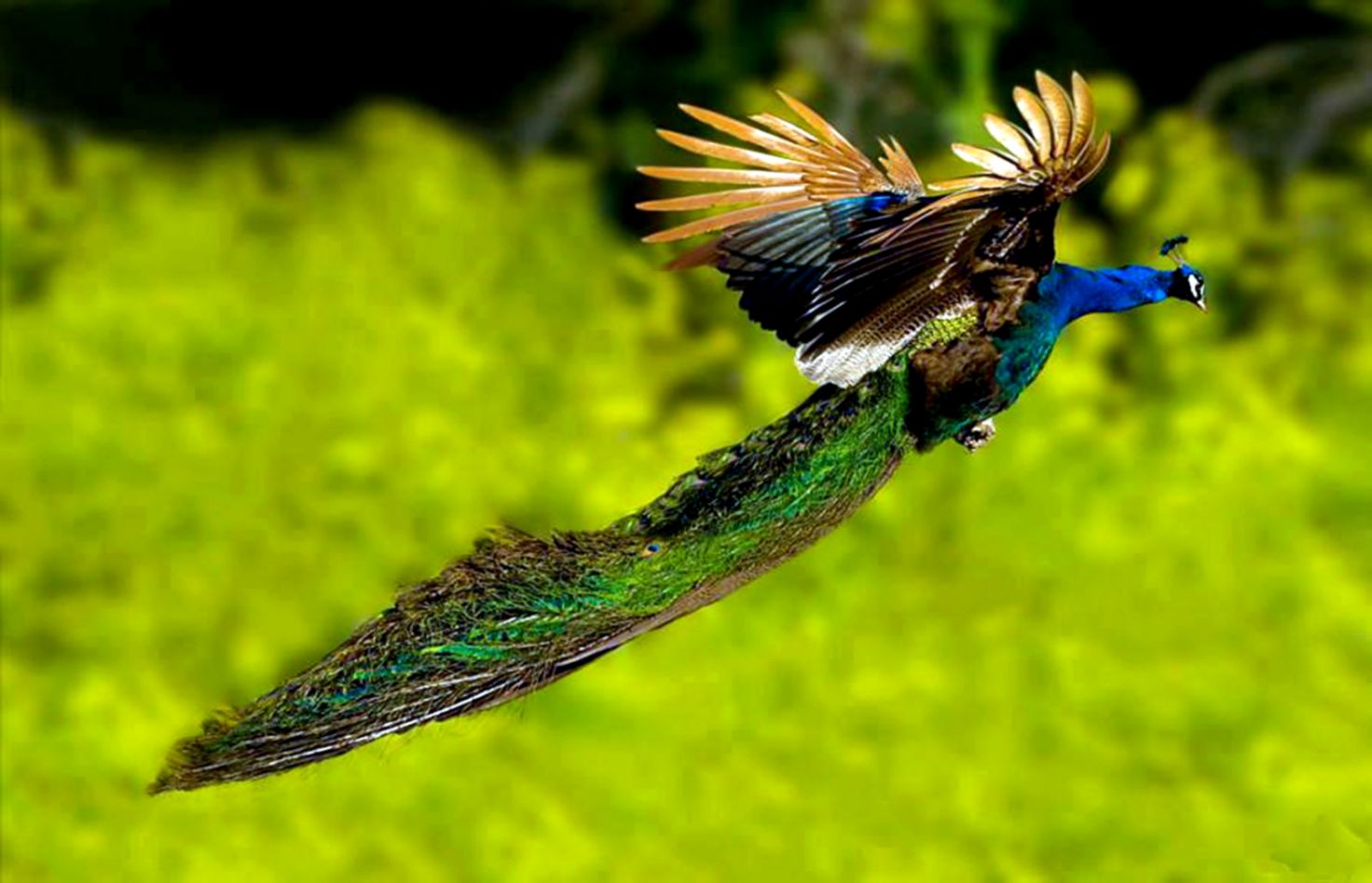 Peacock Flying Best Photography Hd Wallpaper Peacocks - Birds Of Paradise Flying - HD Wallpaper 