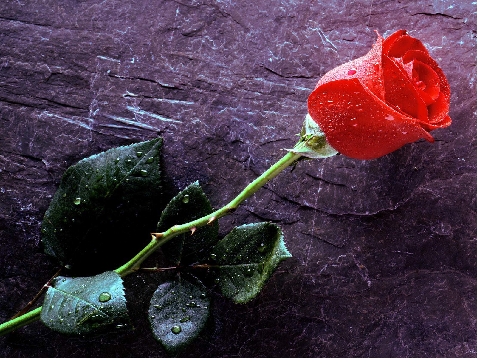 Red Rose With Water Drops Hd - HD Wallpaper 