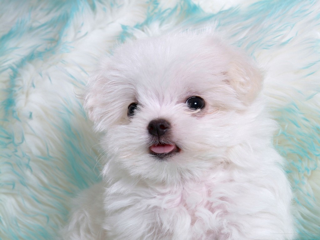 Baby Animals Of Amazing Top Ten Smallest Around The - Baby Fluffy White Dog - HD Wallpaper 